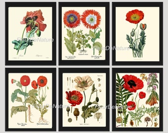 BOTANICAL Print SET of 6 Art Prints 8x10 Beautiful Red White Papaver Opium Poppy Plate Antique Vintage Illustration Painting Flower Chart