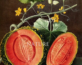 FRUIT PRINT Melon 8X10 Botanical Art Print 13 Antique
