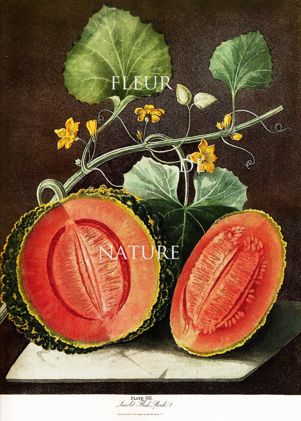 アンティーク　絵　水彩画　果物　antique フランス il_fullxfull.318834883.jpg