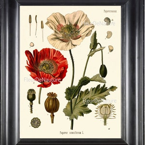 BOTANICAL PRINT Kohler 8x10 Art 67 Beautiful Papaver Somniferum Opium Poppy Antique Vintage Art Painting Plate Red White Flower Seeds Decor image 1