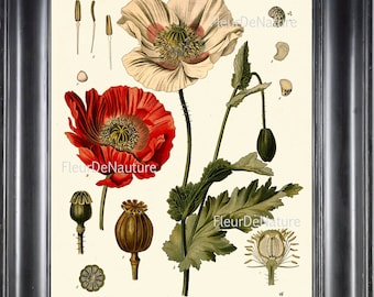 BOTANICAL PRINT Kohler 8x10 Art 67 Beautiful Papaver Somniferum Opium Poppy Antique Vintage Art Painting Plate Red White Flower Seeds Decor