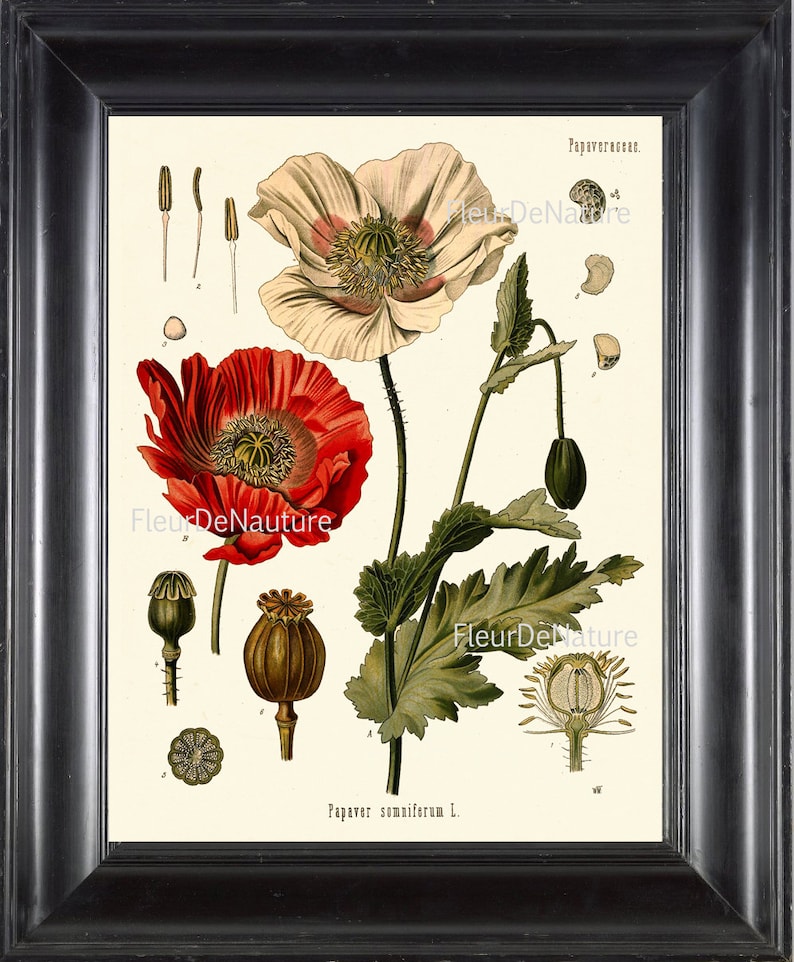 BOTANICAL PRINT Kohler 8x10 Art 67 Beautiful Papaver Somniferum Opium Poppy Antique Vintage Art Painting Plate Red White Flower Seeds Decor image 1