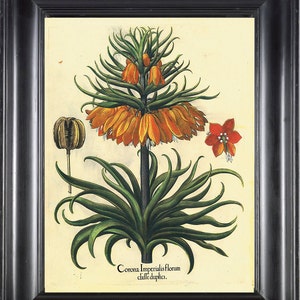 BOTANICAL PRINT Besler 8x10 Botanical Art Print 15 Beautiful Large Yellow Flower Seed Chart with Antique Writing Spring Garden Wall Decor