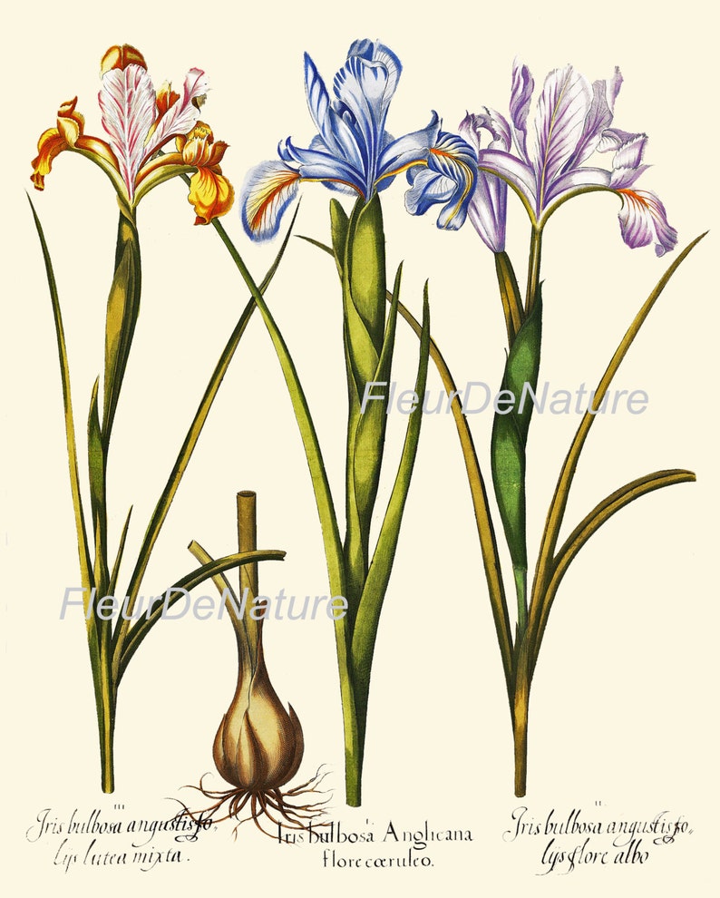 BOTANICAL PRINT Besler 8x10 Art 13 Beautiful Blue Iris Yellow Flower ...