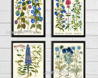 Botanical Flower Print Set of 4 Besler 8x10 Art Beautiful Blue White Iris Conrflower Delphinium Pink Red Antique Writing Home Decor to Frame