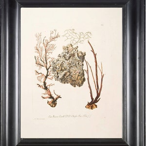 CORAL  Print KNORR 8x10 Art Print 6 Beautiful Antique Corals to Frame Marine Sea Ocean Nature Natural Science Wall Decor