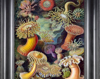 CORAL PRINT Ernst Haeckel 8X10 Botanical Art Print 1 Antique Beautiful Colored Sea Ocean Nature Naturral Science Home Wall Decoration