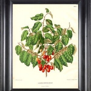 Botanische PRINT FRUIT Wendel 8 x 10 botanische kunst Print 19 prachtige Sweet Pea Gwendoline Plant voorjaar zomertuin natuur interieur