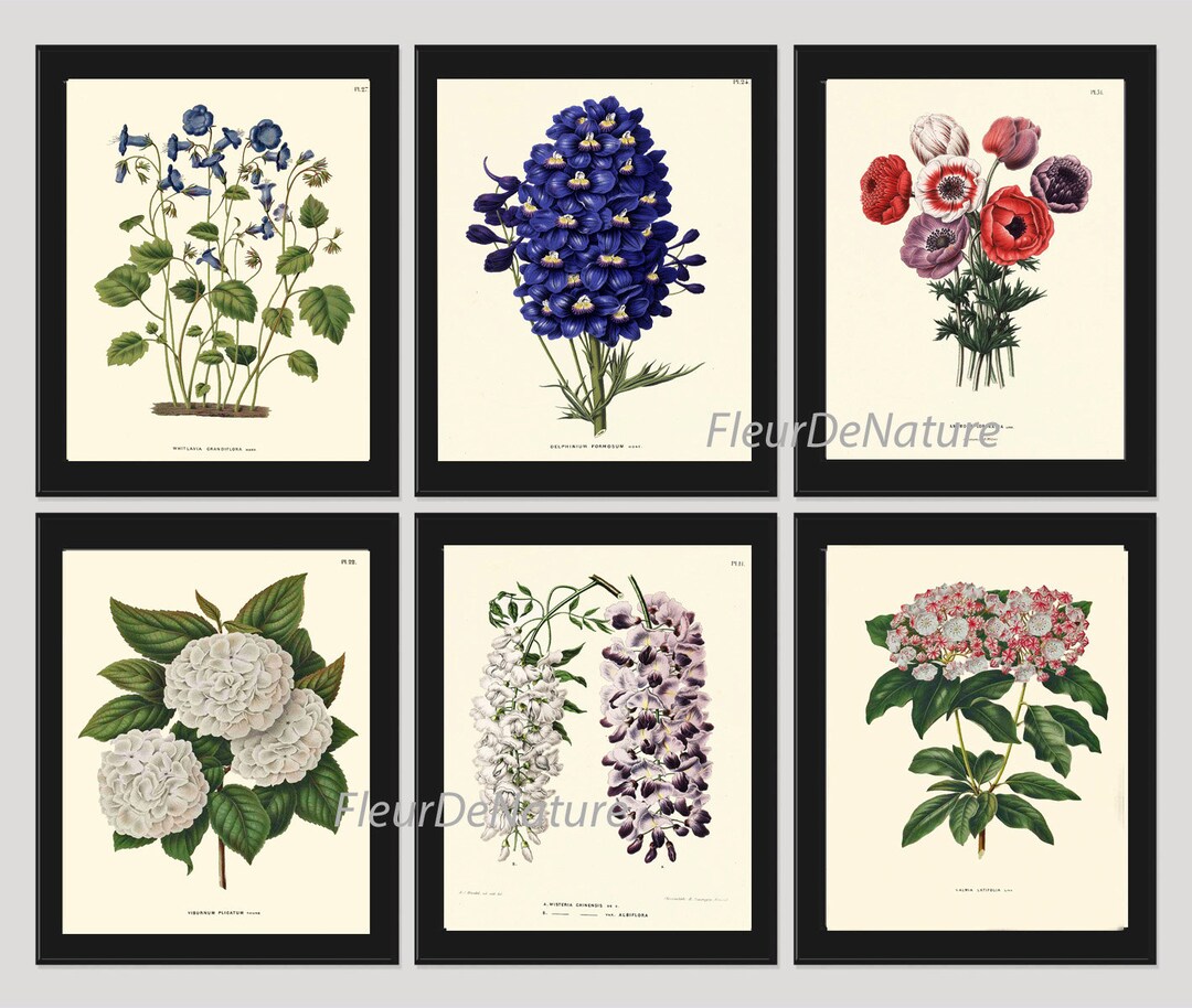 Botanical Flower Print SET of 6 Art Print 8X10 Witte Antique Blue ...