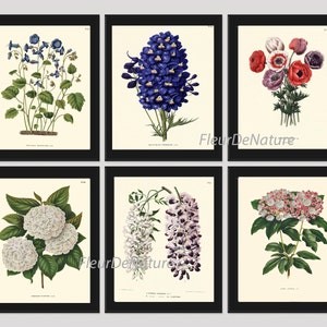 Botanische Flower Print SET van 6 Art Print 8 X 10 Witte antieke blauw Larkspur Whtie hortensia zomer Plant aard naar Frame Home Decor tuin