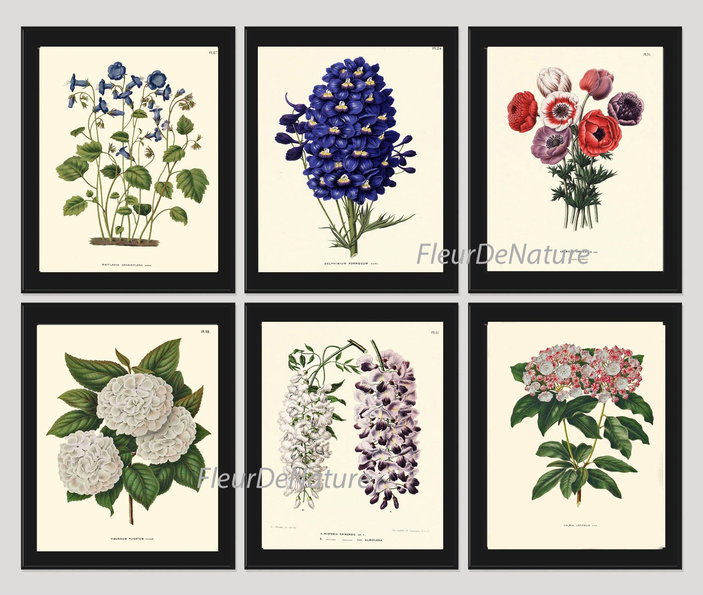 Botanical Flower Print SET of 6 Art Print 8X10 Witte Antique Blue ...
