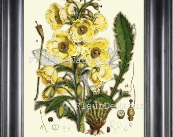 BOTANICAL PRINT Fitch 8x10 Botanical Art Print 9 Beautiful Antique Yellow Flower Garden Nature Plant Seeds to Frame Home Decor