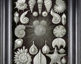 Shell Starfish PRINT Ernst Haeckel 8X10 Art 26 Antique Beautiful Shells Corals Sand Dollar Sea Star Ocean Nature Black and White Home Decor