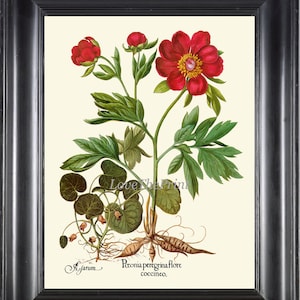 Red Peony Flower Print 029 Antique Beautiful Basilius Besler Large Botanical Pretty Floral Wall Art Home Room Decoration Picture to Frame