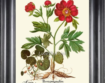 Red Peony Flower Print 029 Antique Beautiful Basilius Besler Large Botanical Pretty Floral Wall Art Home Room Decoration Picture to Frame