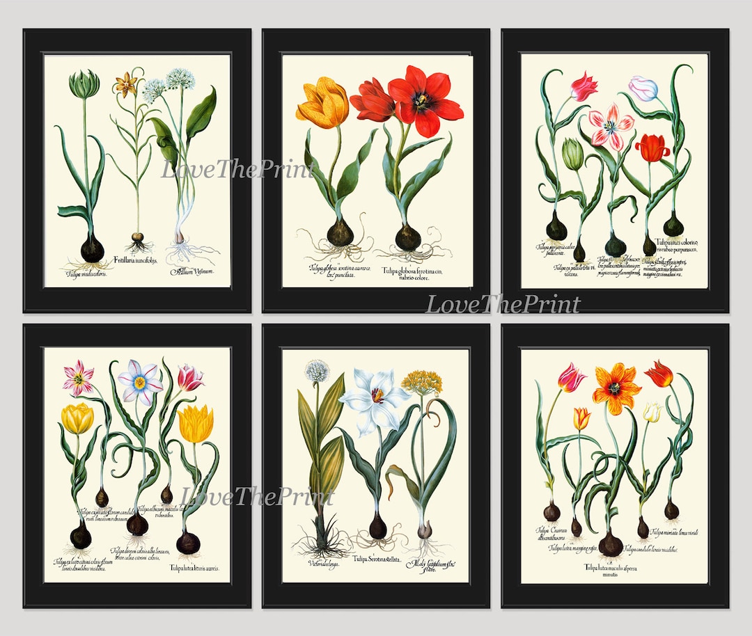 Flower Print Set of 6 Art Prints Antique Botanical Beautiful Besler ...