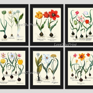 Conjunto de impressão de flores com 6 impressões artísticas antigas botânicas lindas Besler colorido tulipa bulbo gráfico de plantas natureza decoração de quarto de casa arte de parede sem moldura