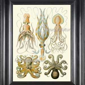 Octopus Squid afdrukken Ernst Haeckel 8 X 10 Art 42 antieke prachtige Blue Ivory zee oceaan natuur natuurwetenschappen grafiek zeevruchten keuken Wall Decor
