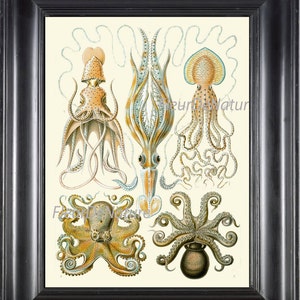 Octopus Squid Print Ernst Haeckel 8X10 Art 42 Antique Beautiful Blue Ivory Sea Ocean Nature Natural Science Chart Seafood Kitchen Wall Decor