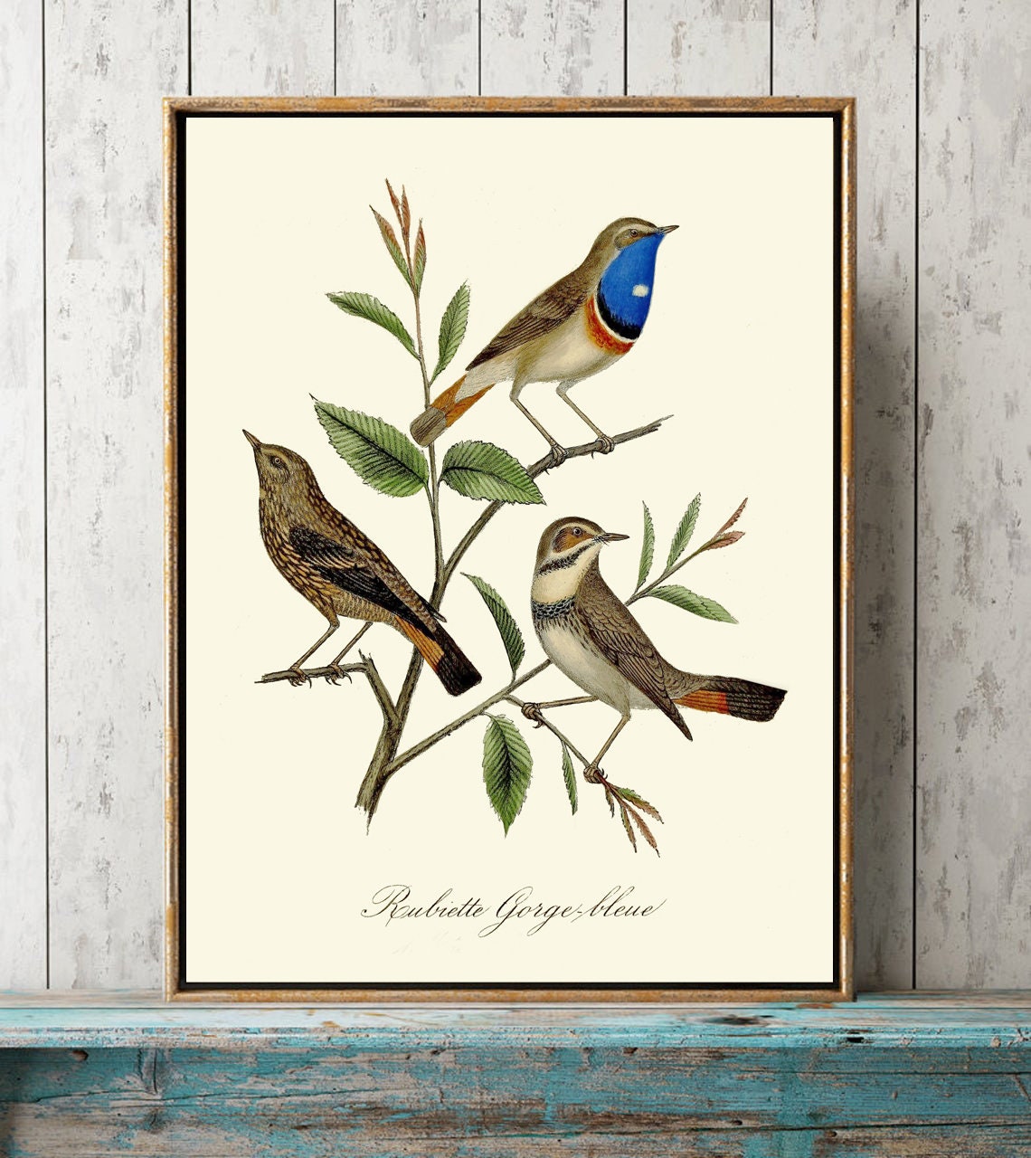 Vintage Bird Print Wall Art Blue Bird Bluebird DCF44 Beautiful Antique ...