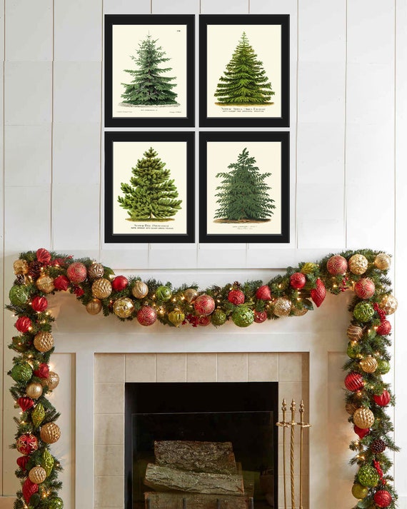 Christmas Tree Pine Print SET of 4 Botanical Antique Nordmann