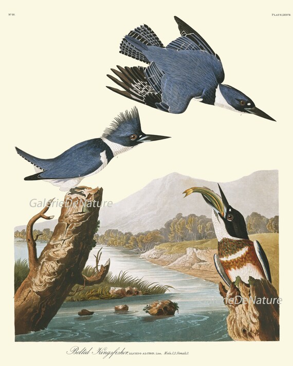AUDUBON BIRD PRINT 8X10 Art 22 Belted Kingfisher Blue Lake