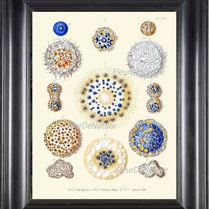 Oceaan afdrukken Ernst Haeckel 8 X 10 Art 34 prachtige antieke blauw ivoor Oceaan koraal organismen biologie microbiologie wetenschap grafiek illustratie