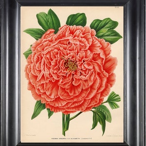 Botanische PRINT Wendel 8 x 10 botanische kunst Print 52 mooie Paeonia Arborea Elisabeth Pink oranje koraal pioen Flower Garden Plant naar Frame