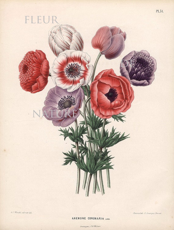 BOTANICAL PRINT WITTE 8x10 Botanical Art Print 10 Anemone