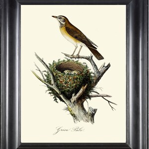 Bird Wall Art Print Pale Thrush Songbird DCF32 Beautiful Antique Vintage Nest Eggs Rustic Bedroom Bathroom Dining Room Home Decor to Frame