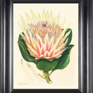 BOTANICAL PRINT ANDREWS 8x10 Botanical Art Print 2 Antique White Pink Lotus Water Lily Large Blooming Flower Lake Garden to Frame
