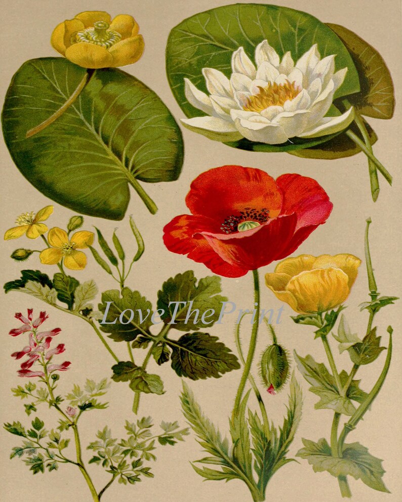Botanical Print SET of 4 Wall Art Prints Beautiful Antique Vintage ...