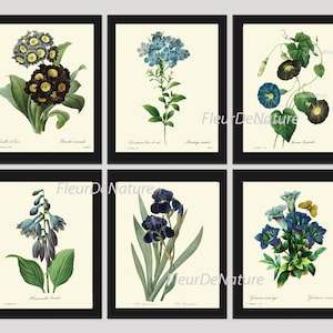 BOTANICAL Print SET of 6 Art Prints 8X10 Redoute Blue Flower Collection Antique Summer Garden Plant Home Wall Decor Interior Design to Frame