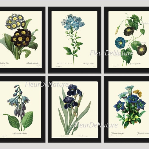 BOTANICAL Print SET of 6 Art Prints 8X10 Redoute Blue Flower - Etsy