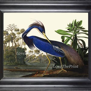 AUDUBON BIRD PRINT Art 99 Prachtige Antieke Grote Blauwe Louisiana Heron Lake River Home Room Wall Decor Illustratie Foto om frame