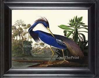 AUDUBON BIRD PRINT Art 99 Beautiful Antique Large Blue Louisiana Heron Lake River Home Room Wall Decor Illustration Picture to Frame