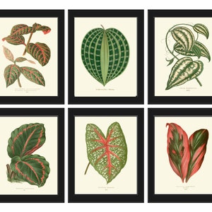 May include: Six vintage botanical illustrations of various green and red leaves with white backgrounds. The illustrations are framed in black frames.