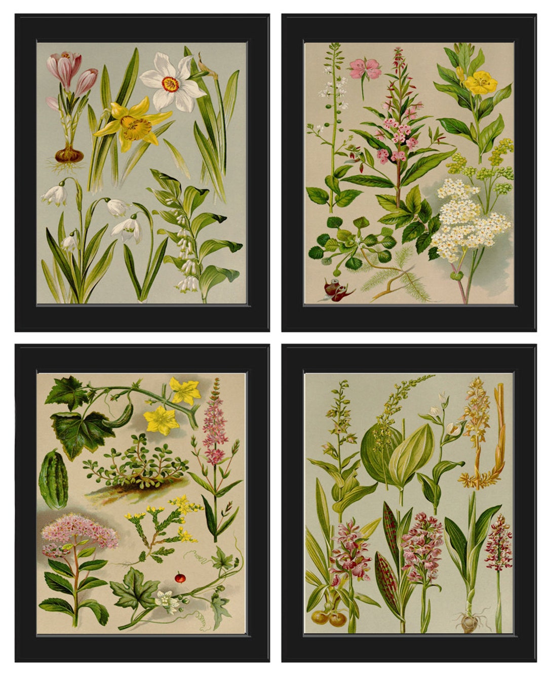 Botanical Print SET of 4 Wall Art Prints Beautiful Antique Vintage Gray ...