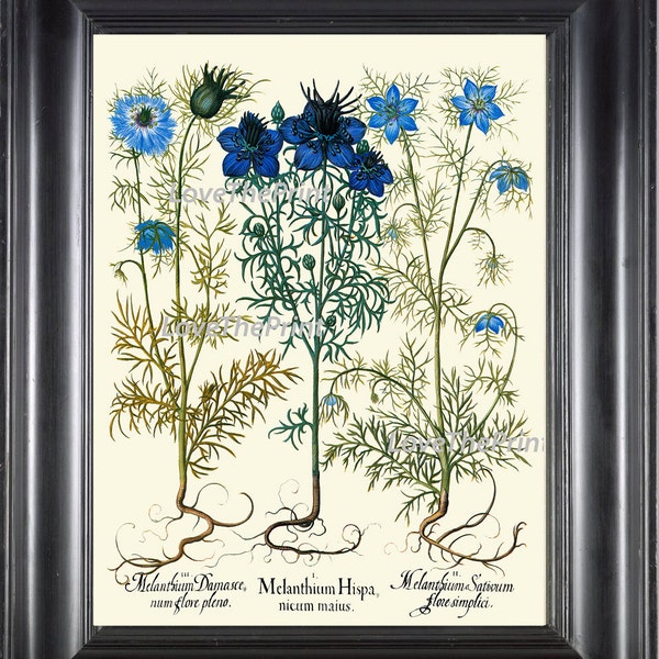 Botanical Print Besler 8x10 Art 99 Beautiful Blue Cornflower Flower Antique Writing Home Wall Room Decor Wildflower Country Nature to Frame