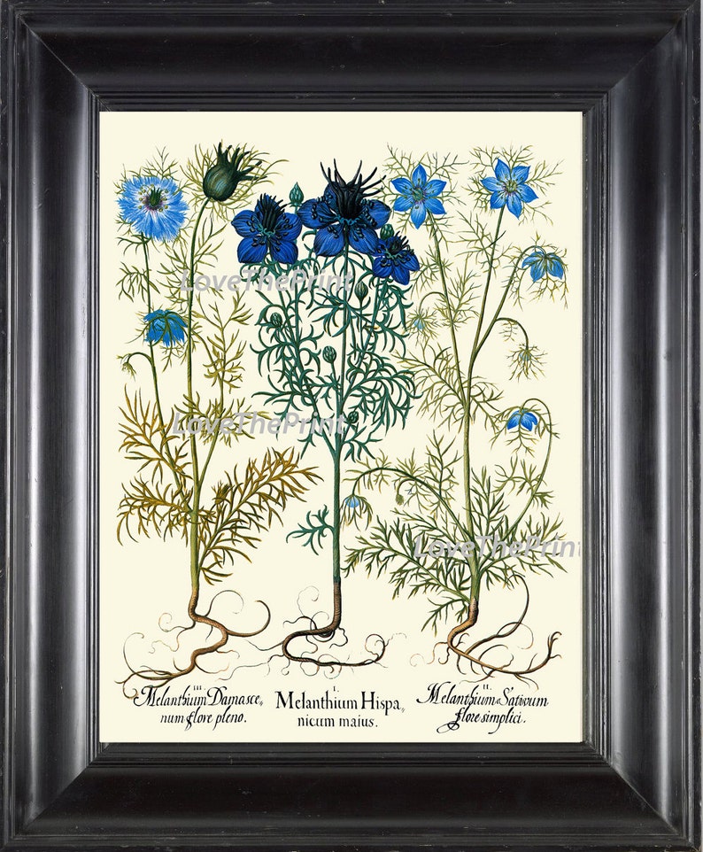 Botanical Print Besler 8x10 Art 99 Beautiful Blue Cornflower Flower Antique Writing Home Wall Room Decor Wildflower Country Nature to Frame