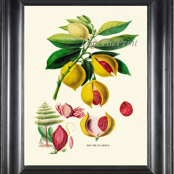 Nutmeg Wall Art Etsy