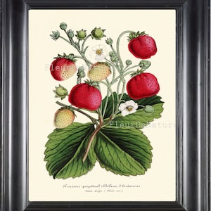 STRAWBERRY Horticole 8X10 Botanical Art Print 42 Antique Beautiful Strawberries Flowers Plants Summer Garden Berry Nature