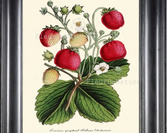 STRAWBERRY Horticole 8X10 Botanical Art Print 42 Antique Beautiful Strawberries Flowers Plants Summer Garden Berry Nature