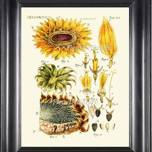 Zonnebloem Print 11 botanische Wall Art Print mooi geel bloem grafiek bloemblaadjes zaden zomer tuin natuur antieke schrijven kamer Decor van het huis