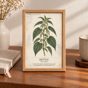 Puede incluir: Una l&aacute;mina bot&aacute;nica enmarcada con una ilustraci&oacute;n detallada de una planta de ortiga con hojas verdes dentadas y flores peque&ntilde;as. El texto dice: HERBARIUM MEDICINAL PLANTS 17/40, NETTLE, Urtica dioica.