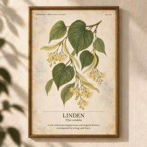 Puede incluir: Una l&aacute;mina bot&aacute;nica enmarcada que muestra una rama de Tilia cordata con hojas verdes en forma de coraz&oacute;n y racimos de flores amarillo p&aacute;lido. El texto dice HERBARIUM MEDICINAL PLANTS 10/40, LINDEN Tilia cordata y una descripci&oacute;n del &aacute;rbol.