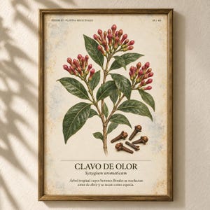 Puede incluir: Una l&aacute;mina bot&aacute;nica enmarcada con una ilustraci&oacute;n detallada de un clavero con hojas verdes y capullos rojos. Debajo de la planta hay varios clavos de olor secos. El texto dice HERBARIO PLANTAS MEDICINALES, CLAVO DE OLOR, Syzygium aromaticum.
