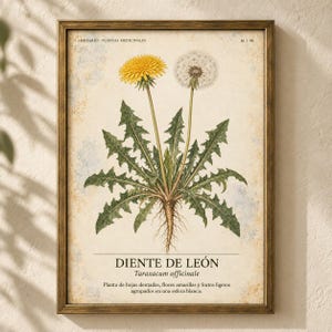 May include: A framed botanical print featuring a dandelion plant with a yellow flower and a white seed head. The text reads HERBARIO - PLANTAS MEDICINALES, 16 / 40, DIENTE DE LE&Oacute;N, Taraxacum officinale, and a description of the plant in Spanish.