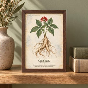 Może przedstawiać: Oprawiona rycina botaniczna przedstawiająca szczeg&oacute;łową ilustrację rośliny żeń-szenia z zielonymi liśćmi, czerwonymi jagodami i grubym korzeniem. Tekst zawiera napis GINSENG, Panax ginseng oraz opis w języku hiszpańskim na kremowym tle.