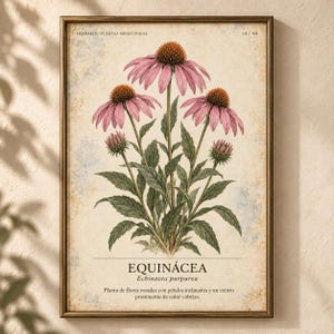 May include: A framed botanical print featuring a detailed illustration of an Echinacea purpurea plant with pink petals and copper-coloured centres. The text reads HERBARIO PLANTAS MEDICINALES 14/40, EQUIN&Aacute;CEA, Echinacea purpurea, and a description.
